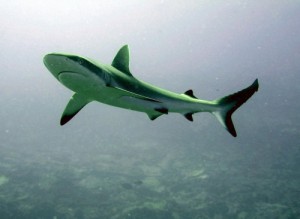 kiribati2