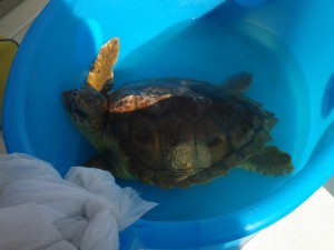 caretta caretta
