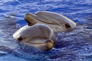 Delfini (ANSA foto)